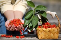 5月18日至6月16日，&ldquo;櫻桃之約&rdquo;邀你共赴！